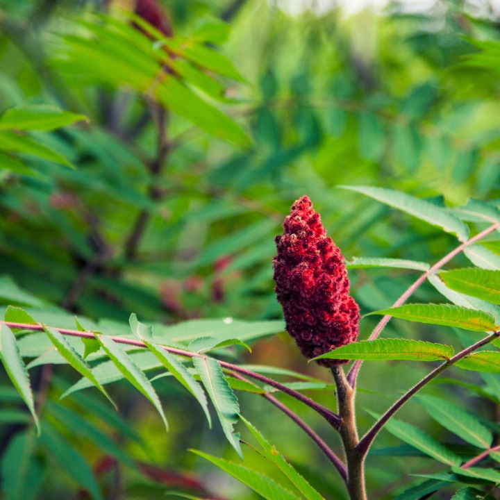 SUMAK mielony garbarski 200g orientalna przyprawa naturalna sumac Spikoria - obrazek 2